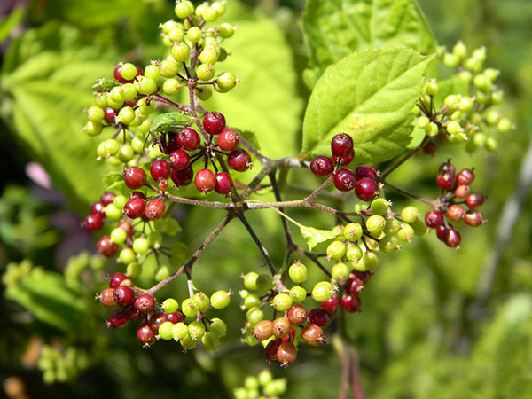 Panax Gingseng