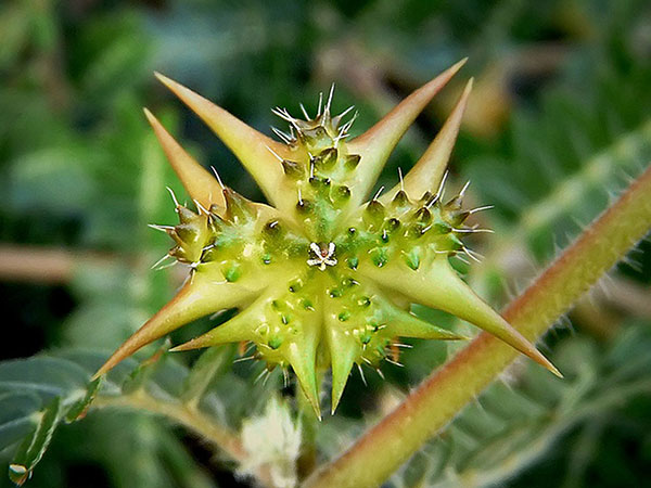 Tribulus Terrestris